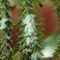 On rimu near Haast.<br>Photographer: Marley Ford, Licence: <a target='_blank' href='https://creativecommons.org/licenses/by-nc/4.0'>CC BY-NC</a>. <a class='member-message' href='/nzpcn/why-join-nzpcn/' target='_blank'>Members can view a larger version of this image.</a>