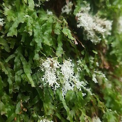 On filmy ferns, Auckland.<br>Photographer: Andrew Marshall, Licence: <a target='_blank' href='https://creativecommons.org/licenses/by-nc/4.0'>CC BY-NC</a>. <a class='member-message' href='/nzpcn/why-join-nzpcn/' target='_blank'>Members can view a larger version of this image.</a>