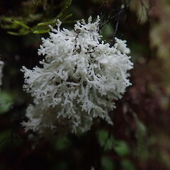Waima Forest, Northland.<br>Photographer: Marley Ford, Licence: <a target='_blank' href='https://creativecommons.org/licenses/by-nc/4.0'>CC BY-NC</a>. <a class='member-message' href='/nzpcn/why-join-nzpcn/' target='_blank'>Members can view a larger version of this image.</a>