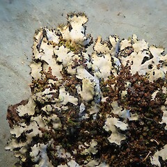 Dry specimen, Knight’s Bush Dunedin.<br>Photographer: Allison Knight, Date taken: 08/02/2022, Licence: All rights reserved. <a class='member-message' href='/nzpcn/why-join-nzpcn/' target='_blank'>Members can view a larger version of this image.</a>