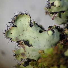 Lobes of dry specimen, Knight’s Bush Dunedin.<br>Photographer: Allison Knight, Date taken: 08/02/2022, Licence: All rights reserved. <a class='member-message' href='/nzpcn/why-join-nzpcn/' target='_blank'>Members can view a larger version of this image.</a>