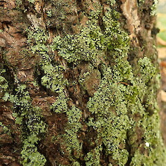 Corticolous on tree base, Te Aroha Waikato.<br>Photographer: Marley Ford, Date taken: 30/05/2020, Licence: <a target='_blank' href='https://creativecommons.org/licenses/by-nc/4.0'>CC BY-NC</a>. <a class='member-message' href='/nzpcn/why-join-nzpcn/' target='_blank'>Members can view a larger version of this image.</a>