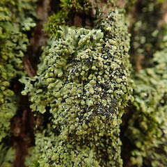 Corticolous on tree base, Te Aroha Waikato.<br>Photographer: Marley Ford, Date taken: 30/05/2020, Licence: <a target='_blank' href='https://creativecommons.org/licenses/by-nc/4.0'>CC BY-NC</a>. <a class='member-message' href='/nzpcn/why-join-nzpcn/' target='_blank'>Members can view a larger version of this image.</a>