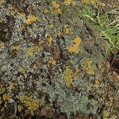 Corticolous on Norfolk Island pine with Xanthoria pairetina, Cornwall Park Auckland.<br>Photographer: Marley Ford, Date taken: 28/08/2020, Licence: <a target='_blank' href='https://creativecommons.org/licenses/by-nc/4.0'>CC BY-NC</a>. <a class='member-message' href='/nzpcn/why-join-nzpcn/' target='_blank'>Members can view a larger version of this image.</a>