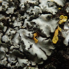 Phaeophyscia hispidula