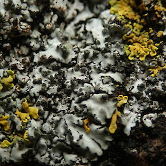 Corticolous on Norfolk Island pine with Xanthoria pairetina, Cornwall Park Auckland.<br>Photographer: Marley Ford, Date taken: 28/08/2020, Licence: <a target='_blank' href='https://creativecommons.org/licenses/by-nc/4.0'>CC BY-NC</a>. <a class='member-message' href='/nzpcn/why-join-nzpcn/' target='_blank'>Members can view a larger version of this image.</a>