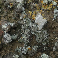 Saxicolous on coastal rock, Cornwallies Auckland.<br>Photographer: Marley Ford, Date taken: 26/06/2021, Licence: <a target='_blank' href='https://creativecommons.org/licenses/by-nc/4.0'>CC BY-NC</a>. <a class='member-message' href='/nzpcn/why-join-nzpcn/' target='_blank'>Members can view a larger version of this image.</a>