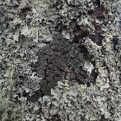 Corticolous on cabbage tree, Grey Lyn Auckland.<br>Photographer: Marley Ford, Date taken: 06/09/2021, Licence: <a target='_blank' href='https://creativecommons.org/licenses/by-nc/4.0'>CC BY-NC</a>. <a class='member-message' href='/nzpcn/why-join-nzpcn/' target='_blank'>Members can view a larger version of this image.</a>