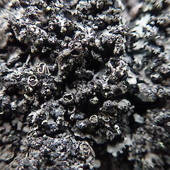 Apothecia of specimen corticolous on cabbage tree, Grey Lyn Auckland.<br>Photographer: Marley Ford, Date taken: 06/09/2021, Licence: <a target='_blank' href='https://creativecommons.org/licenses/by-nc/4.0'>CC BY-NC</a>. <a class='member-message' href='/nzpcn/why-join-nzpcn/' target='_blank'>Members can view a larger version of this image.</a>