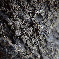 Saxicolous lichen on pasture boulders, Whangerei, Northland.<br>Photographer: Marley Ford, Date taken: 09/11/2020, Licence: <a target='_blank' href='https://creativecommons.org/licenses/by-nc/4.0'>CC BY-NC</a>. <a class='member-message' href='/nzpcn/why-join-nzpcn/' target='_blank'>Members can view a larger version of this image.</a>