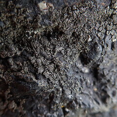 Saxicolous lichen on pasture boulders, Whangerei, Northland.<br>Photographer: Marley Ford, Date taken: 09/11/2020, Licence: <a target='_blank' href='https://creativecommons.org/licenses/by-nc/4.0'>CC BY-NC</a>. <a class='member-message' href='/nzpcn/why-join-nzpcn/' target='_blank'>Members can view a larger version of this image.</a>