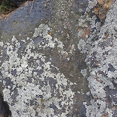 Saxicolous lichen on pasture boulders, Whangerei, Northland.<br>Photographer: Marley Ford, Date taken: 09/11/2020, Licence: <a target='_blank' href='https://creativecommons.org/licenses/by-nc/4.0'>CC BY-NC</a>. <a class='member-message' href='/nzpcn/why-join-nzpcn/' target='_blank'>Members can view a larger version of this image.</a>