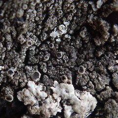 Saxicolous lichen on pasture boulders, Whangerei, Northland.<br>Photographer: Marley Ford, Date taken: 09/11/2020, Licence: <a target='_blank' href='https://creativecommons.org/licenses/by-nc/4.0'>CC BY-NC</a>. <a class='member-message' href='/nzpcn/why-join-nzpcn/' target='_blank'>Members can view a larger version of this image.</a>