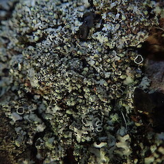 Phaeophyscia orbicularis