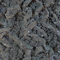 Corticolous at base of Poplar tree in pasture, Hokianga Far North.<br>Photographer: Marley Ford, Date taken: 16/12/2020, Licence: <a target='_blank' href='https://creativecommons.org/licenses/by-nc/4.0'>CC BY-NC</a>. <a class='member-message' href='/nzpcn/why-join-nzpcn/' target='_blank'>Members can view a larger version of this image.</a>