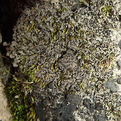Common along concrete, Huia Dam Auckland.<br>Photographer: Marley Ford, Date taken: 31/07/2020, Licence: <a target='_blank' href='https://creativecommons.org/licenses/by-nc/4.0'>CC BY-NC</a>. <a class='member-message' href='/nzpcn/why-join-nzpcn/' target='_blank'>Members can view a larger version of this image.</a>