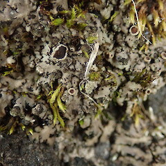 Common along concrete, Huia Dam Auckland.<br>Photographer: Marley Ford, Date taken: 31/07/2020, Licence: <a target='_blank' href='https://creativecommons.org/licenses/by-nc/4.0'>CC BY-NC</a>. <a class='member-message' href='/nzpcn/why-join-nzpcn/' target='_blank'>Members can view a larger version of this image.</a>