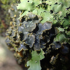 Corticolous with Pseudocyphellaria glabra on frost flat, Pureora Taupo.<br>Photographer: Marley Ford, Date taken: 02/06/2019, Licence: <a target='_blank' href='https://creativecommons.org/licenses/by-nc/4.0'>CC BY-NC</a>. <a class='member-message' href='/nzpcn/why-join-nzpcn/' target='_blank'>Members can view a larger version of this image.</a>
