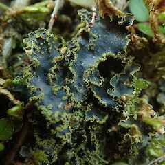 Corticolous lichen, Haast Pass West Coast.<br>Photographer: Marley Ford, Date taken: 09/07/2020, Licence: <a target='_blank' href='https://creativecommons.org/licenses/by-nc/4.0'>CC BY-NC</a>. <a class='member-message' href='/nzpcn/why-join-nzpcn/' target='_blank'>Members can view a larger version of this image.</a>