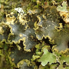Corticolous lichen, Peel Forest Canterbury.<br>Photographer: Melissa Hutchison, Date taken: 29/02/2020, Licence: <a target='_blank' href='https://creativecommons.org/licenses/by-nc/4.0'>CC BY-NC</a>. <a class='member-message' href='/nzpcn/why-join-nzpcn/' target='_blank'>Members can view a larger version of this image.</a>