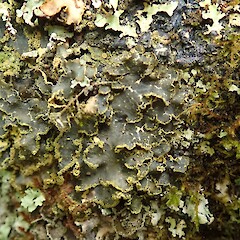 Corticolous lichen, Peel Forest Canterbury.<br>Photographer: Melissa Hutchison, Date taken: 29/02/2020, Licence: <a target='_blank' href='https://creativecommons.org/licenses/by-nc/4.0'>CC BY-NC</a>. <a class='member-message' href='/nzpcn/why-join-nzpcn/' target='_blank'>Members can view a larger version of this image.</a>