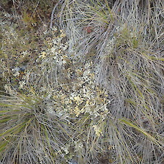 Local terricolous lichen in subalpine, Mt Owen Nelson.<br>Photographer: Marley Ford, Date taken: 02/01/2021, Licence: <a target='_blank' href='https://creativecommons.org/licenses/by-nc/4.0'>CC BY-NC</a>. <a class='member-message' href='/nzpcn/why-join-nzpcn/' target='_blank'>Members can view a larger version of this image.</a>