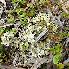 Podostictina degelii