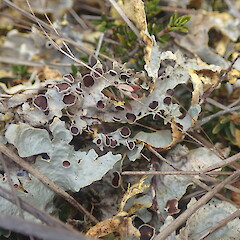 Local terricolous lichen in subalpine, Mt Owen Nelson.<br>Photographer: Marley Ford, Date taken: 02/01/2021, Licence: <a target='_blank' href='https://creativecommons.org/licenses/by-nc/4.0'>CC BY-NC</a>. <a class='member-message' href='/nzpcn/why-join-nzpcn/' target='_blank'>Members can view a larger version of this image.</a>