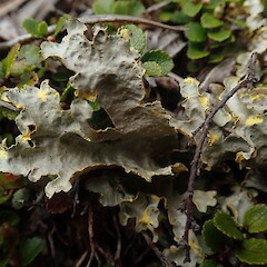 Local terricolous lichen in subalpine, Mt Owen Nelson.<br>Photographer: Marley Ford, Date taken: 02/01/2021, Licence: <a target='_blank' href='https://creativecommons.org/licenses/by-nc/4.0'>CC BY-NC</a>. <a class='member-message' href='/nzpcn/why-join-nzpcn/' target='_blank'>Members can view a larger version of this image.</a>