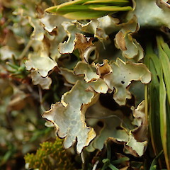 Terricolous, Craigieburn Canterbury.<br>Photographer: Marley Ford, Date taken: 22/02/2020, Licence: <a target='_blank' href='https://creativecommons.org/licenses/by-nc/4.0'>CC BY-NC</a>. <a class='member-message' href='/nzpcn/why-join-nzpcn/' target='_blank'>Members can view a larger version of this image.</a>
