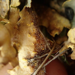 Thallus underside, Craigieburn Canterbury.<br>Photographer: Marley Ford, Date taken: 22/02/2020, Licence: <a target='_blank' href='https://creativecommons.org/licenses/by-nc/4.0'>CC BY-NC</a>. <a class='member-message' href='/nzpcn/why-join-nzpcn/' target='_blank'>Members can view a larger version of this image.</a>