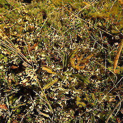 Terricolous, Craigieburn Canterbury.<br>Photographer: Marley Ford, Date taken: 22/02/2020, Licence: <a target='_blank' href='https://creativecommons.org/licenses/by-nc/4.0'>CC BY-NC</a>. <a class='member-message' href='/nzpcn/why-join-nzpcn/' target='_blank'>Members can view a larger version of this image.</a>