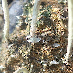 Local on cut clay bank, Hunua Auckland.<br>Photographer: Marley Ford, Date taken: 11/01/2022, Licence: <a target='_blank' href='https://creativecommons.org/licenses/by-nc/4.0'>CC BY-NC</a>. <a class='member-message' href='/nzpcn/why-join-nzpcn/' target='_blank'>Members can view a larger version of this image.</a>