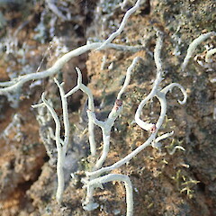 Cladonia corniculata