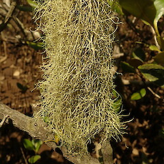 On mangroves, Mangawhai Northland.<br>Photographer: Marley Ford, Date taken: 02/02/2020, Licence: <a target='_blank' href='https://creativecommons.org/licenses/by-nc/4.0'>CC BY-NC</a>. <a class='member-message' href='/nzpcn/why-join-nzpcn/' target='_blank'>Members can view a larger version of this image.</a>