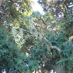 Common on pohutukawa along beach, Hihi Far North.<br>Photographer: Marley Ford, Date taken: 19/01/2020, Licence: <a target='_blank' href='https://creativecommons.org/licenses/by-nc/4.0'>CC BY-NC</a>. <a class='member-message' href='/nzpcn/why-join-nzpcn/' target='_blank'>Members can view a larger version of this image.</a>