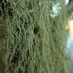 Common on pohutukawa along beach, Hihi Far North.<br>Photographer: Marley Ford, Date taken: 19/01/2020, Licence: <a target='_blank' href='https://creativecommons.org/licenses/by-nc/4.0'>CC BY-NC</a>. <a class='member-message' href='/nzpcn/why-join-nzpcn/' target='_blank'>Members can view a larger version of this image.</a>