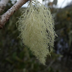Ramalina australiensis