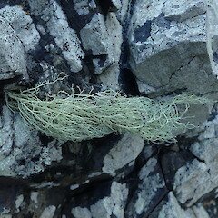 Saxicolous on coastal rock, Port Charles Coromandel.<br>Photographer: Marley Ford, Date taken: 02/10/2020, Licence: <a target='_blank' href='https://creativecommons.org/licenses/by-nc/4.0'>CC BY-NC</a>. <a class='member-message' href='/nzpcn/why-join-nzpcn/' target='_blank'>Members can view a larger version of this image.</a>