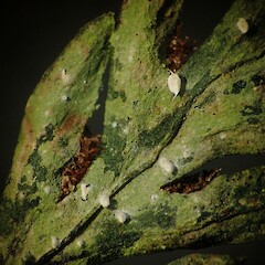 Foliicolous on Asplenium gracillimum, Forest Hill Scenic Reserve Southland.<br>Photographer: Allison Knight, Date taken: 19/12/2019, Licence: All rights reserved. <a class='member-message' href='/nzpcn/why-join-nzpcn/' target='_blank'>Members can view a larger version of this image.</a>