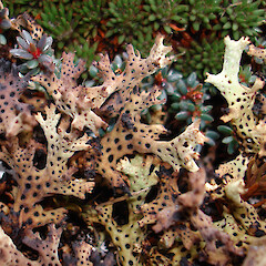 Pruina, Hump Ridge.<br>Photographer: Allison Knight, Date taken: 28/09/2007, Licence: All rights reserved. <a class='member-message' href='/nzpcn/why-join-nzpcn/' target='_blank'>Members can view a larger version of this image.</a>
