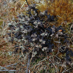 Terricolous, Mt Owen Nelson.<br>Photographer: Marley Ford, Date taken: 03/01/2021, Licence: <a target='_blank' href='https://creativecommons.org/licenses/by-nc/4.0'>CC BY-NC</a>. <a class='member-message' href='/nzpcn/why-join-nzpcn/' target='_blank'>Members can view a larger version of this image.</a>