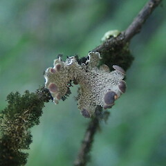 Corticolous on manuka, Wainui Auckland.<br>Photographer: Marley Ford, Date taken: 23/02/2022, Licence: <a target='_blank' href='https://creativecommons.org/licenses/by-nc/4.0'>CC BY-NC</a>. <a class='member-message' href='/nzpcn/why-join-nzpcn/' target='_blank'>Members can view a larger version of this image.</a>