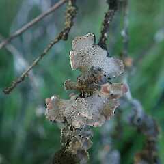 Corticolous on manuka, Wainui Auckland.<br>Photographer: Marley Ford, Date taken: 23/02/2022, Licence: <a target='_blank' href='https://creativecommons.org/licenses/by-nc/4.0'>CC BY-NC</a>. <a class='member-message' href='/nzpcn/why-join-nzpcn/' target='_blank'>Members can view a larger version of this image.</a>