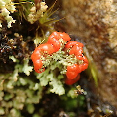 Terricolous, Arthurs Pass.<br>Photographer: Melissa Hutchison, Date taken: 29/05/2020, Licence: <a target='_blank' href='https://creativecommons.org/licenses/by-nc/4.0'>CC BY-NC</a>. <a class='member-message' href='/nzpcn/why-join-nzpcn/' target='_blank'>Members can view a larger version of this image.</a>