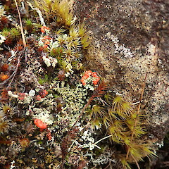 Terricolous, Arthurs Pass.<br>Photographer: Melissa Hutchison, Date taken: 29/05/2019, Licence: <a target='_blank' href='https://creativecommons.org/licenses/by-nc/4.0'>CC BY-NC</a>. <a class='member-message' href='/nzpcn/why-join-nzpcn/' target='_blank'>Members can view a larger version of this image.</a>