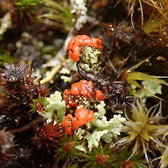 Terricolous, Arthurs Pass.<br>Photographer: Melissa Hutchison, Date taken: 29/05/2020, Licence: <a target='_blank' href='https://creativecommons.org/licenses/by-nc/4.0'>CC BY-NC</a>. <a class='member-message' href='/nzpcn/why-join-nzpcn/' target='_blank'>Members can view a larger version of this image.</a>