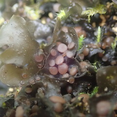 Collema subconveniens