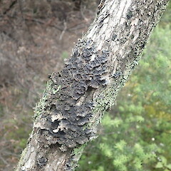 Local corticolous lichen on Kunzea amathicola, Poutu Northland.<br>Photographer: Marley Ford, Date taken: 17/12/2021, Licence: <a target='_blank' href='https://creativecommons.org/licenses/by-nc/4.0'>CC BY-NC</a>. <a class='member-message' href='/nzpcn/why-join-nzpcn/' target='_blank'>Members can view a larger version of this image.</a>
