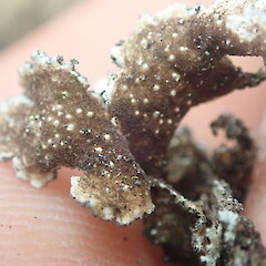 Creamy brown pseudocyphellae, Poutu Northland.<br>Photographer: Marley Ford, Date taken: 17/12/2021, Licence: <a target='_blank' href='https://creativecommons.org/licenses/by-nc/4.0'>CC BY-NC</a>. <a class='member-message' href='/nzpcn/why-join-nzpcn/' target='_blank'>Members can view a larger version of this image.</a>